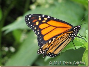 Monarch Butterfly - Tricia Griffith